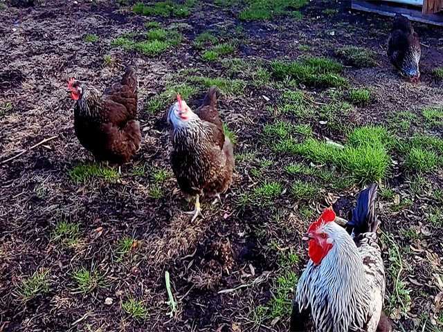 Яйце на інкубацію.Курчат. Суссекс колумбійський, фарфоровий, срібло.