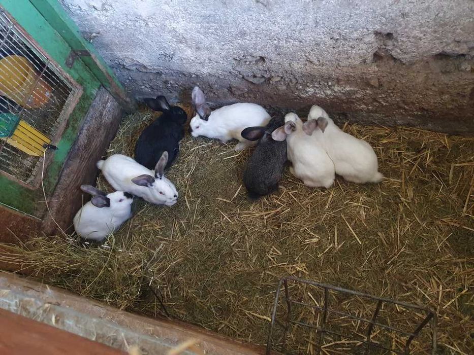 Młode króliki mięsne