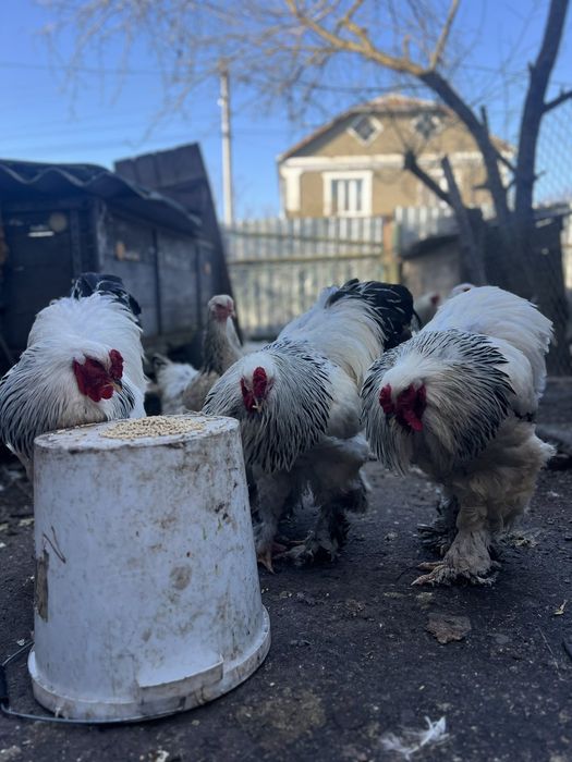 Продам ціплята Колумбійської брами