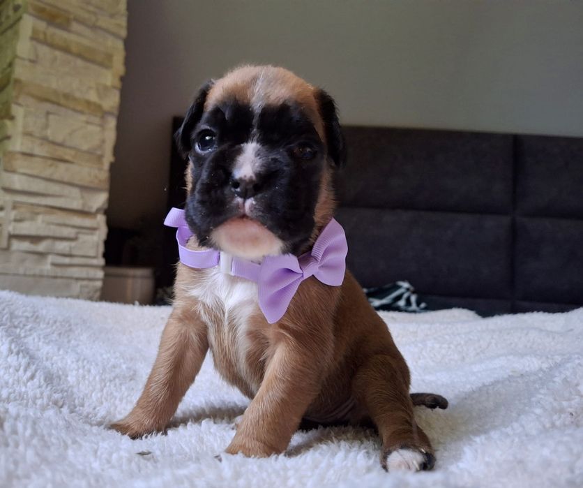 Piękny boksio / ojciec FCI