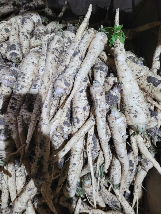 Sprzedam pietruszkę