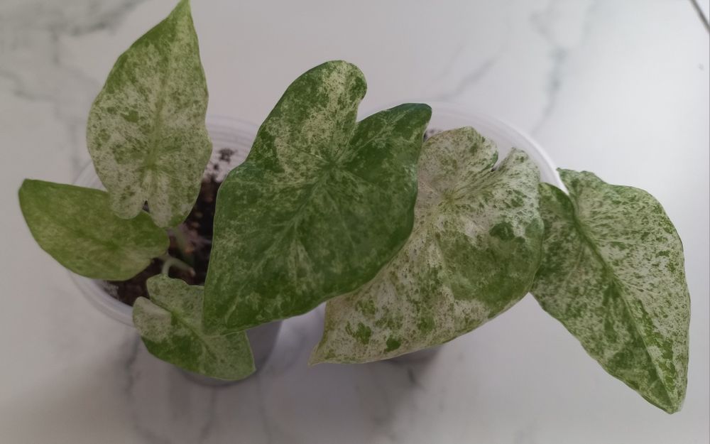 Алоказия Макрохіза сплеш