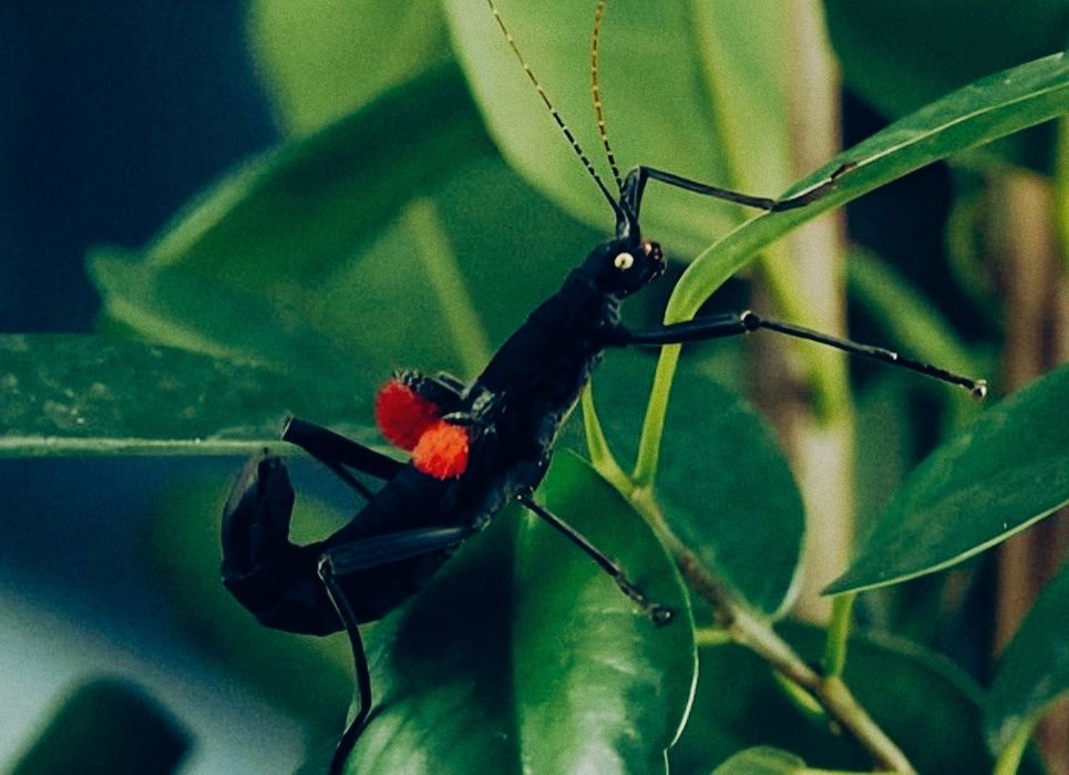 Перуанський кордільерський  палочник (лат. Peruphasma shultei)