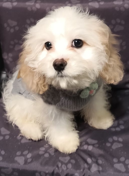 Cavapoo dziewczynka