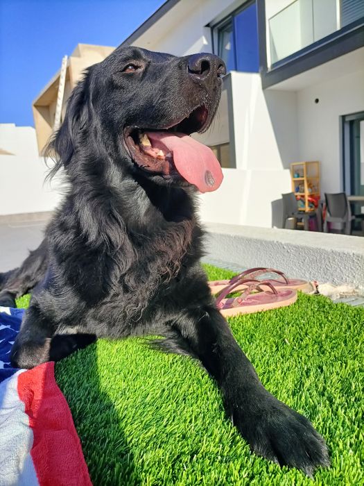 Ralph a precisar de nova família