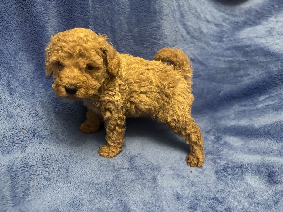 Той пудель дуже малесенький хлопч