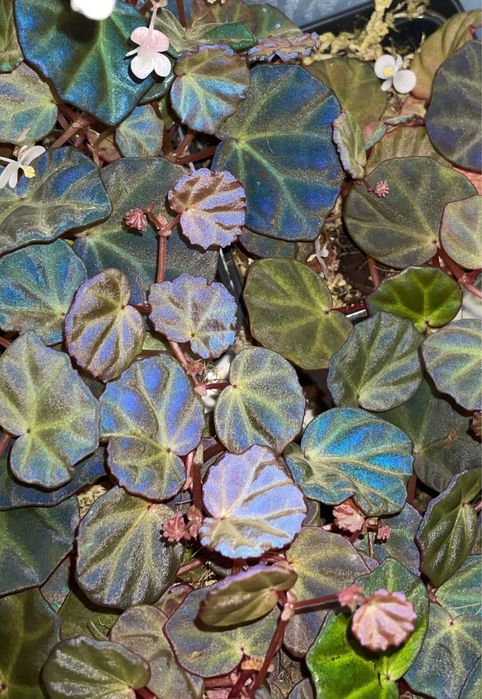 Rzadka begonia sp Sarawak, kolekcjonerska, terrarium