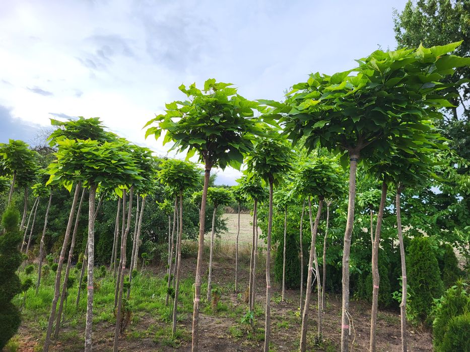 Katalpa, surmia, katalpy, drzewka ozdobne PROMOCJA