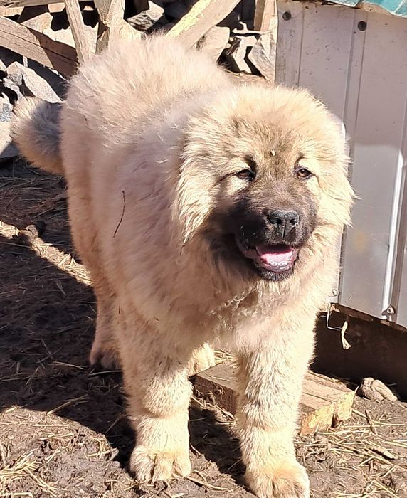 Цуценята кавказьких вівчарок