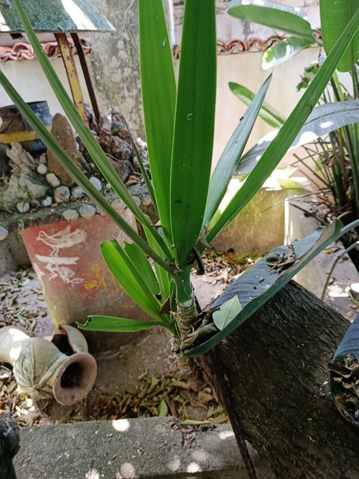 Para Doar Palmeiras Yucca