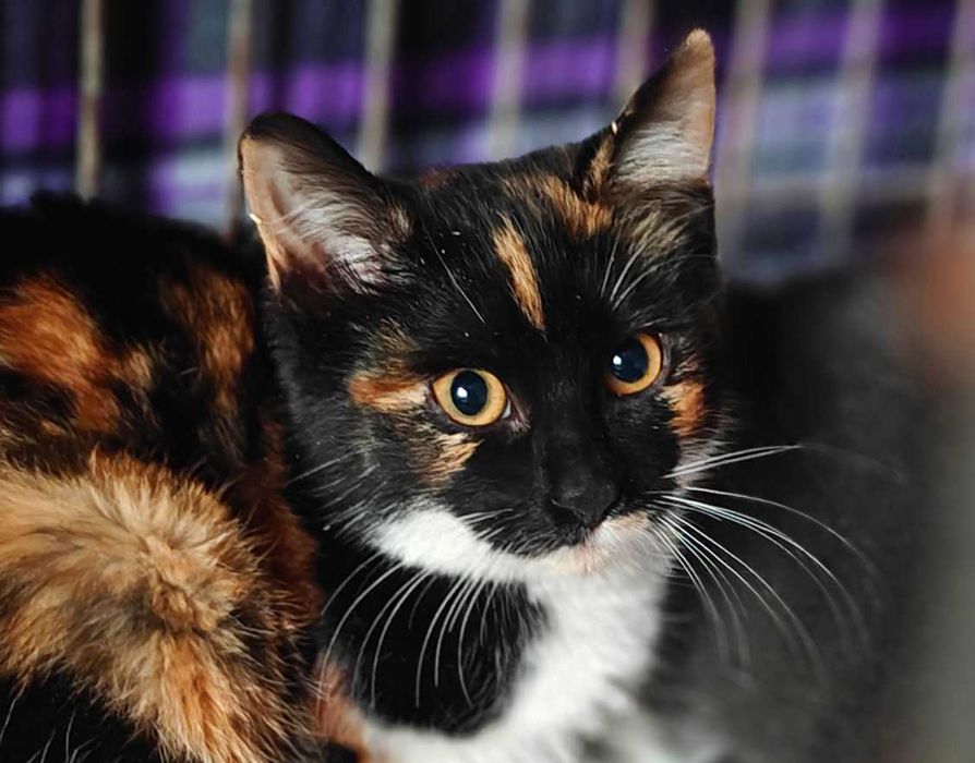 Пеструшка, триколірне кошеня 4 міс, в добрі руки // кішка кіт