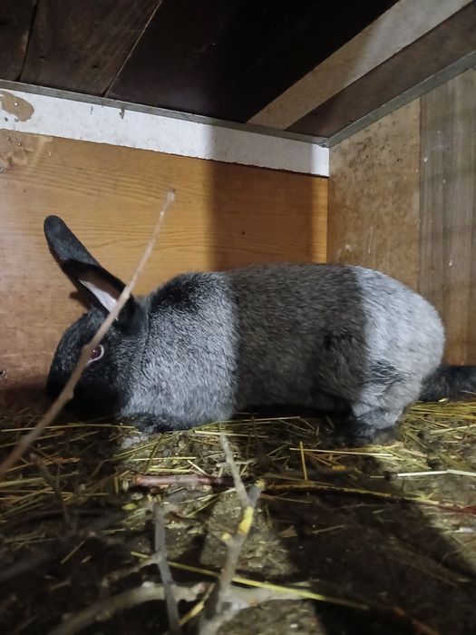 Продам кролей .Полтавское серебро