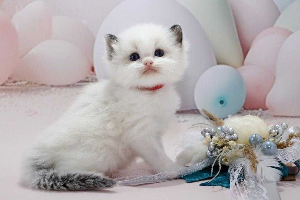 Самий ласкавий котик ексклюзивної породи-регдолл