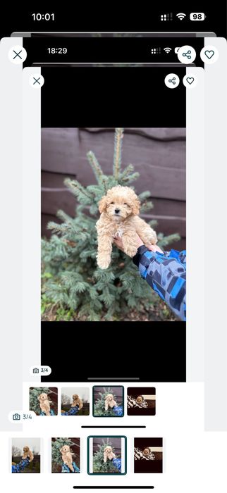 PR e mium ‼️,міні мальтипу‼️