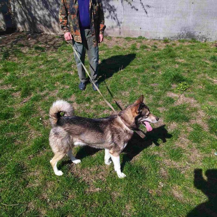 Пес шукає родину !Терміново!