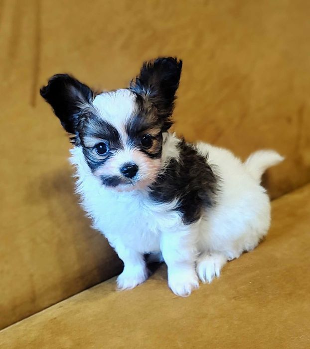 papillon piesek sobolowy FCI