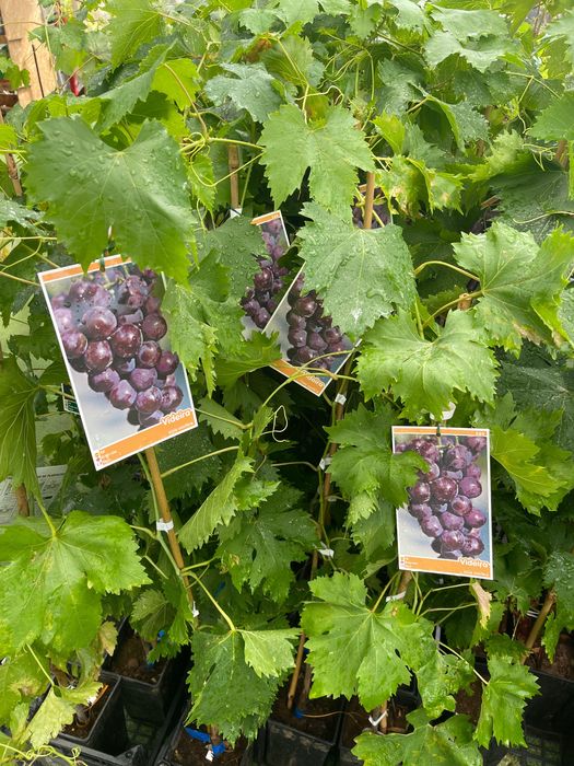 Videiras várias variedades