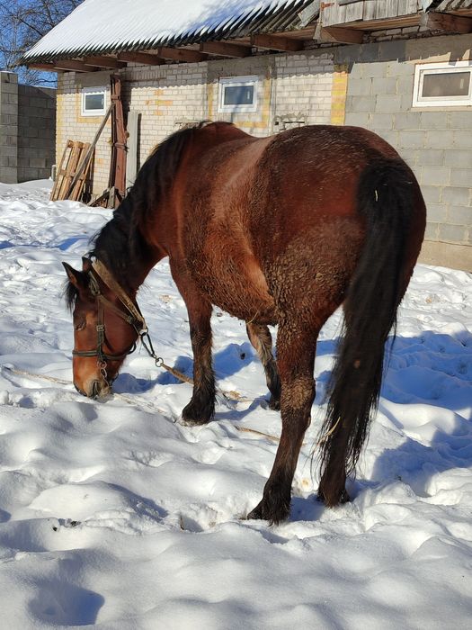 Молода робоча кобила