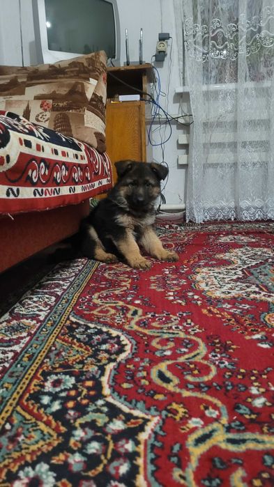 Цуценята німецької вівчарки