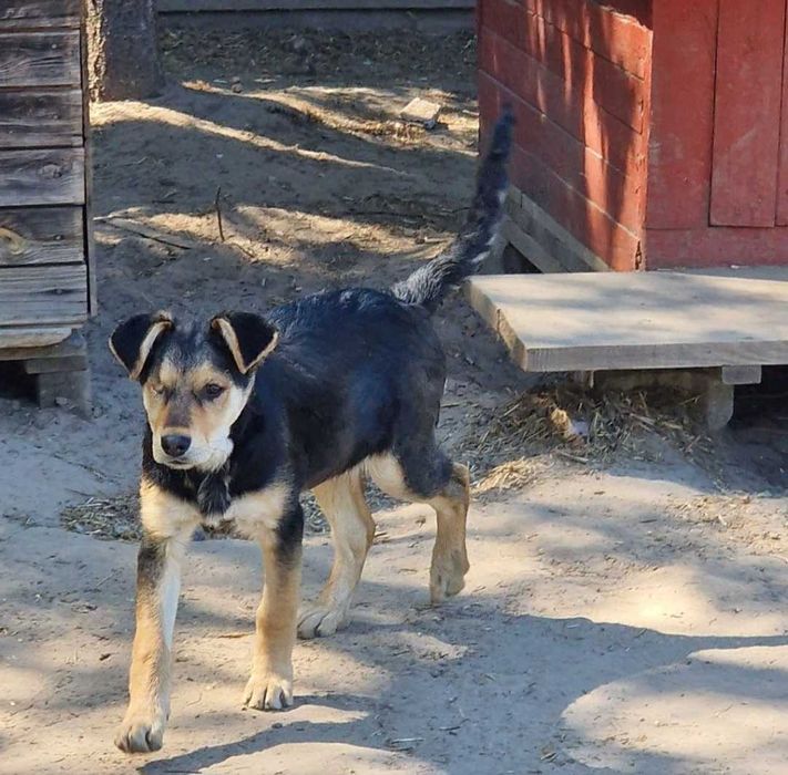 Pełna energii suczka do adopcji.