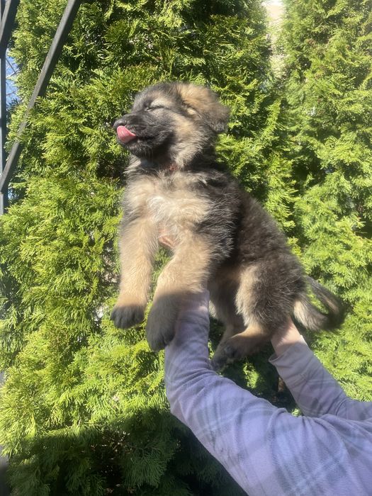 Щенки немецкой овчарки