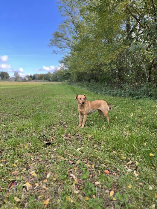 Gaja - do adopcji
