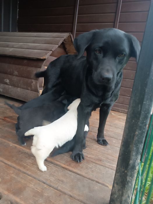 Лабрадор 3 місячні