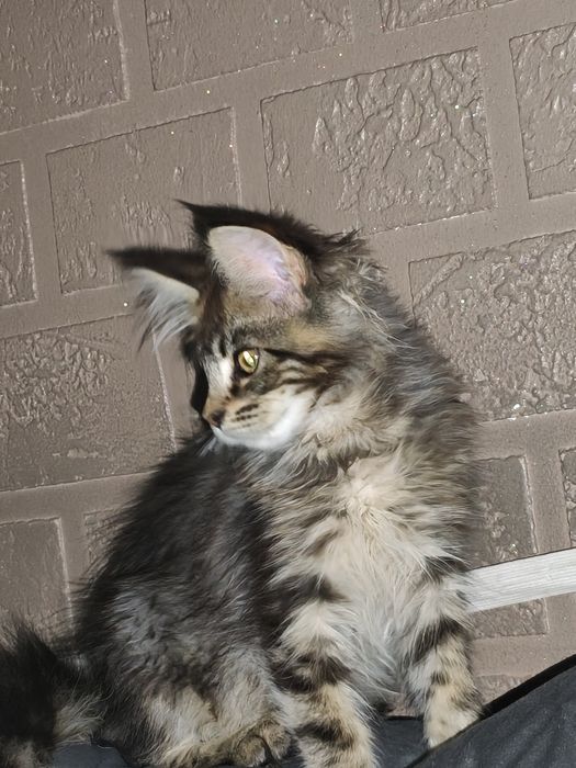 Kotka Maine Coon
