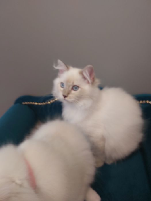 MINDI  koteczka ragdoll FPL/FIFE