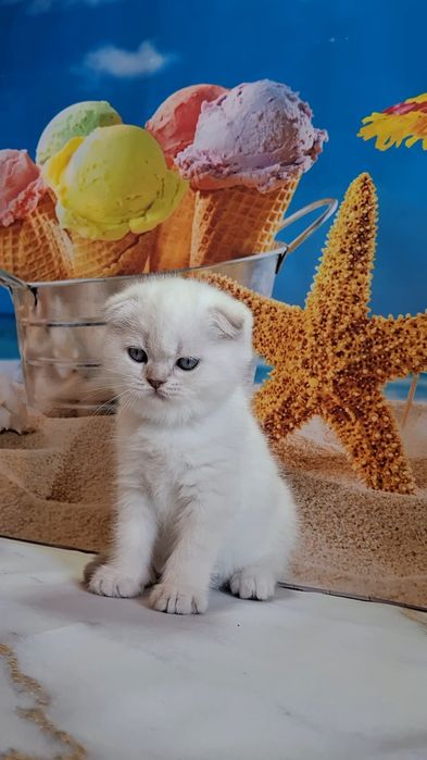 Заботливые домашние котята из Одессы