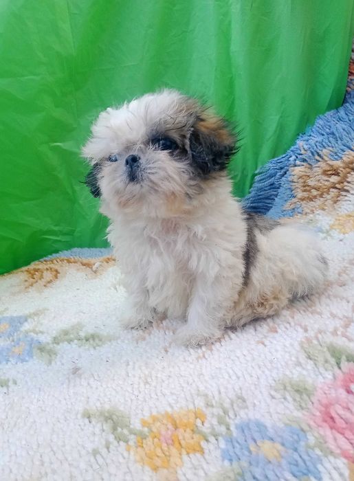 Shih-tzu macho com LOP