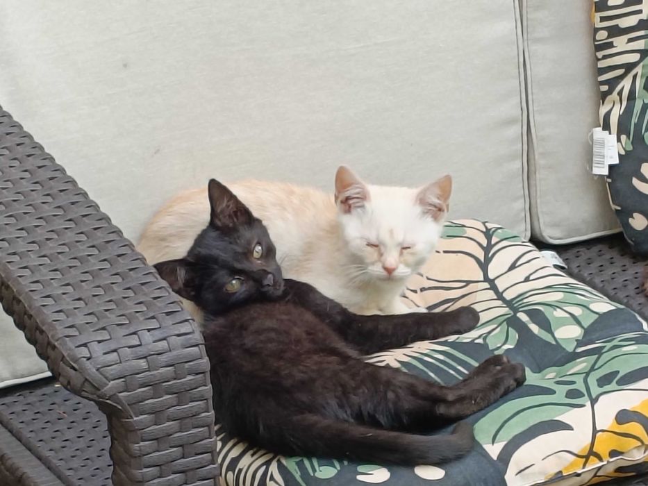 oddam cztery małe kotki