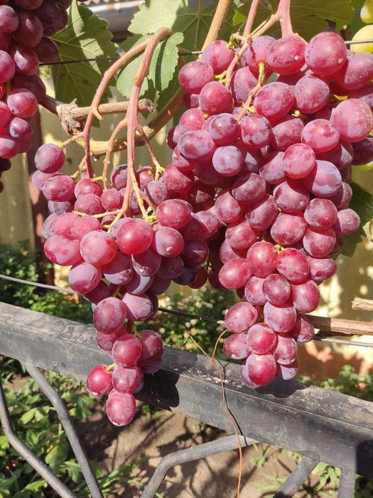Саджанці винограду опт, роздріб.
