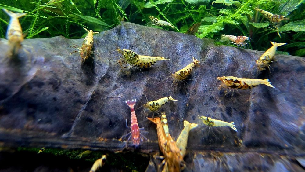 Krewetki Tiger / Caridina mix 10szt