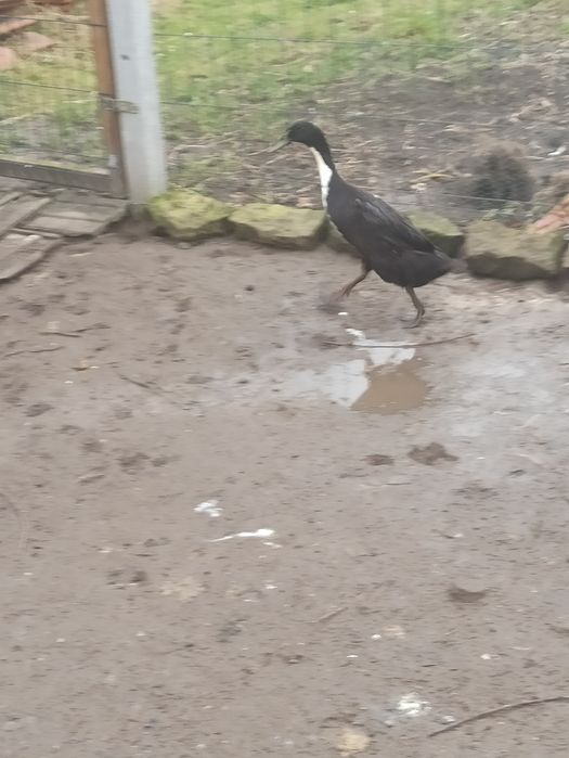 Witam sprzedam biegusy