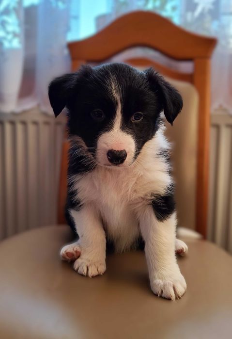 Border collie szczenię