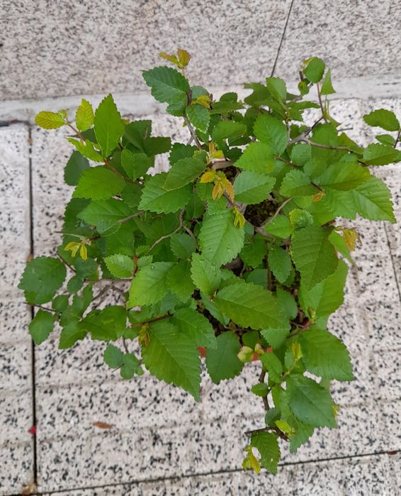 Bonsai Zelkova Serrata-duplo tronco