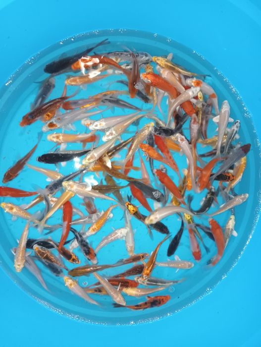Carpas koi de 7a9cm