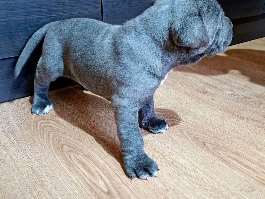 Cane Corso - BŁĘKITNY Chłopiec