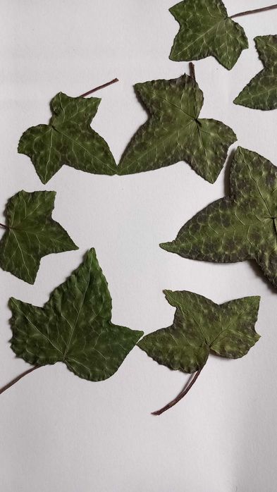 Suszone liście do dekorowania