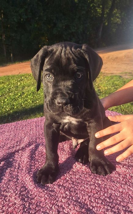 Cane Corso Szczeniaki