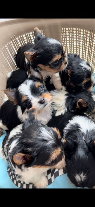 Бівер йорк 4 хлопчиків