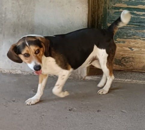 Pirata- cão cruzado de Beagle de porte médio para adoção