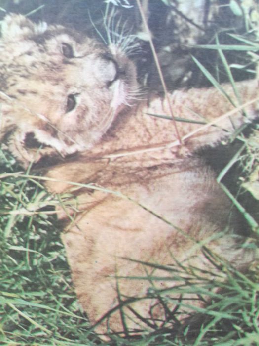 Vendo coleção de 9 postais de Fauna Africana,serie completa.