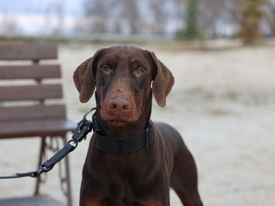 Доберман. Хлопчик.