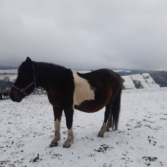 Sprzedam konie huculskie