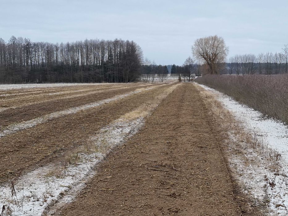 Mulczer leśny, mulczowanie, oczyszczanie terenu