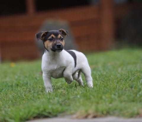 Jack Russel Terrier szczeniak