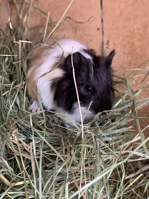 Морські свинки молоді так і старші