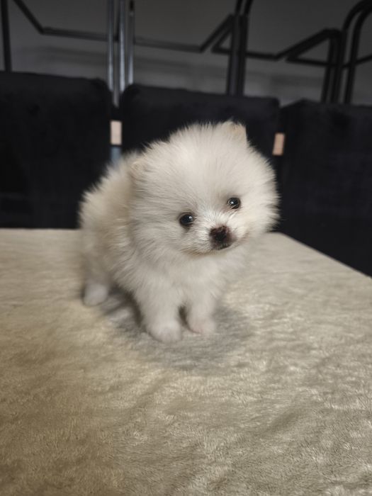 Szpic miniaturowy pomeranian